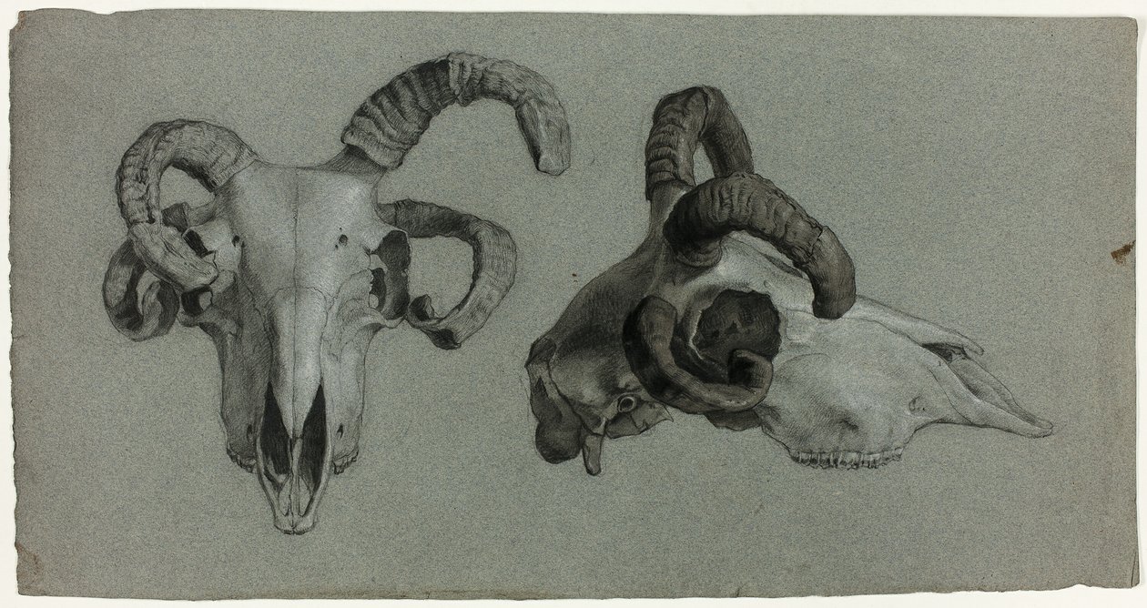 Teschi di arieti da George Hayter