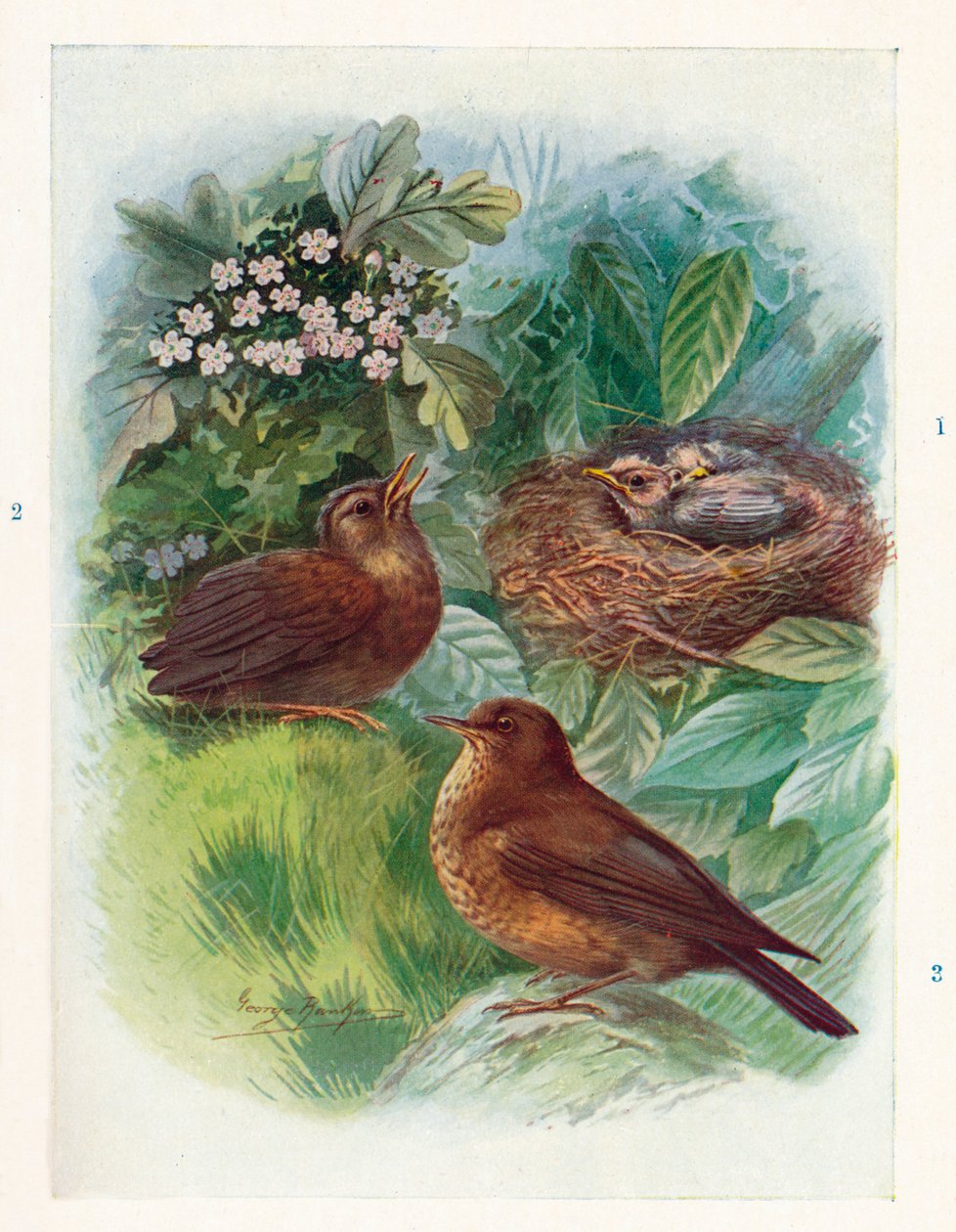 Un nido nidicolo tipico - Tre stadi. Merlo, c1910 da George James Rankin