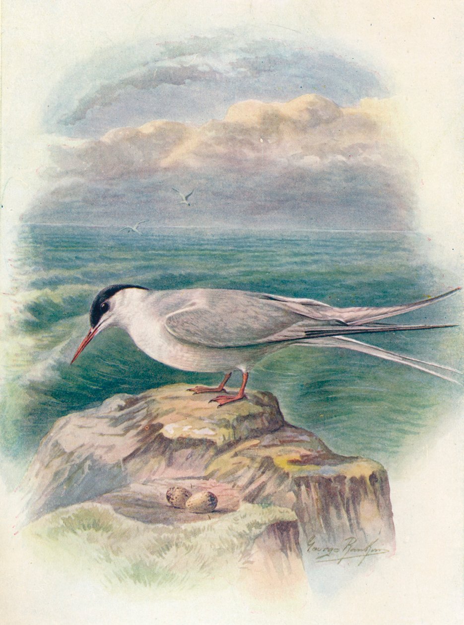 Sterna artica - Sterna macrura, c. 1910, 1910 da George James Rankin