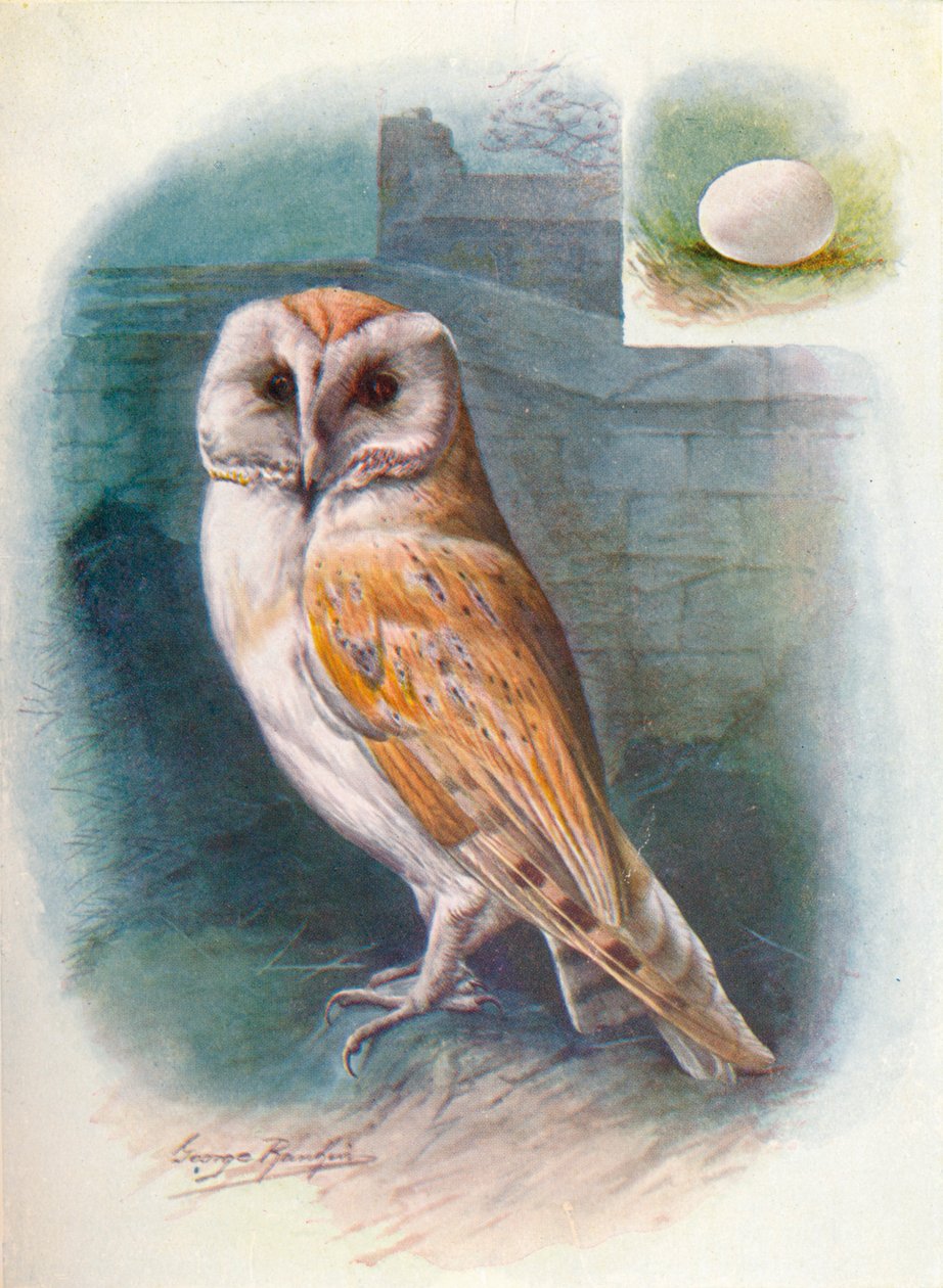 Barbagianni - Strix flammea da George James Rankin