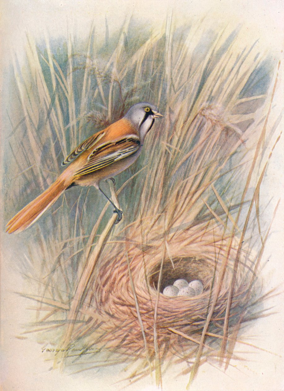 Beccamoschino o Panurus biarmicus da George James Rankin