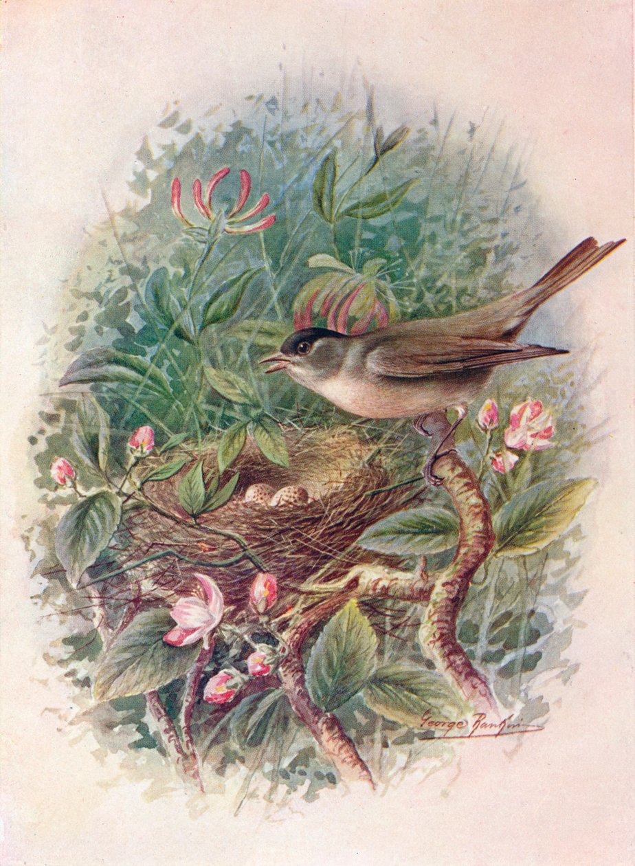 Capinera - Sylvia atricapilla da George James Rankin
