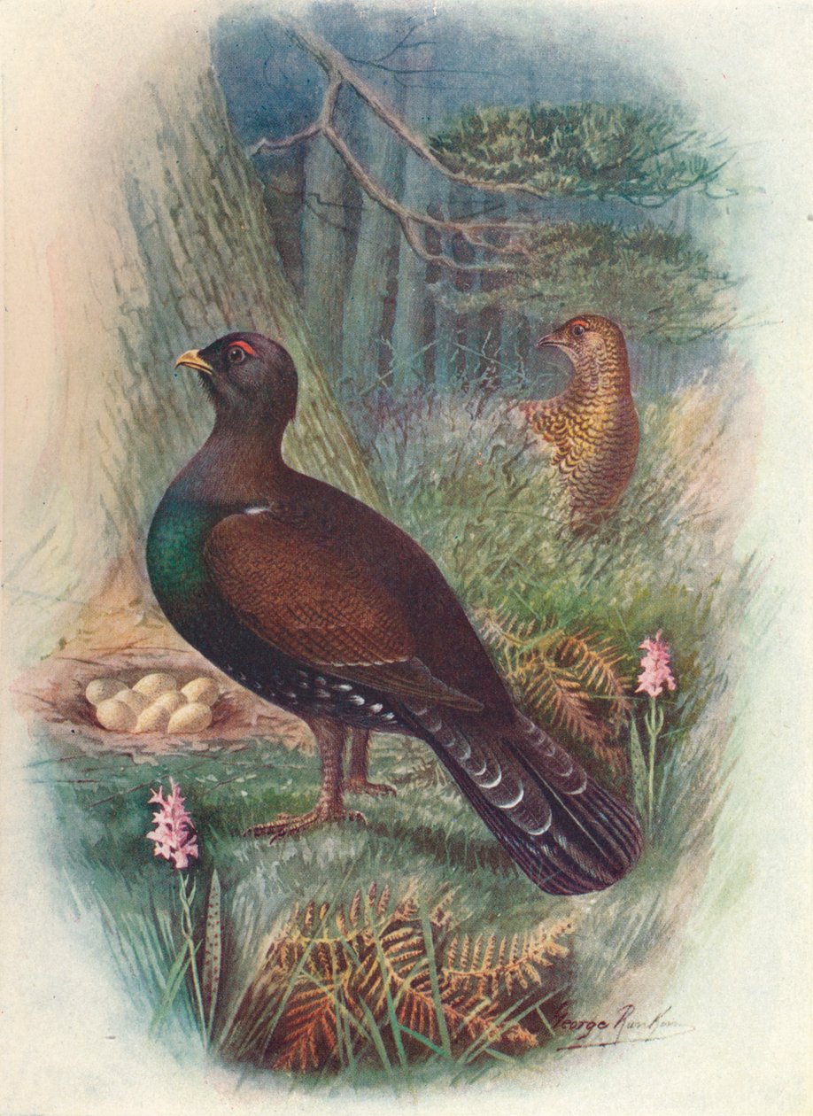 Gallo Cedrone da George James Rankin