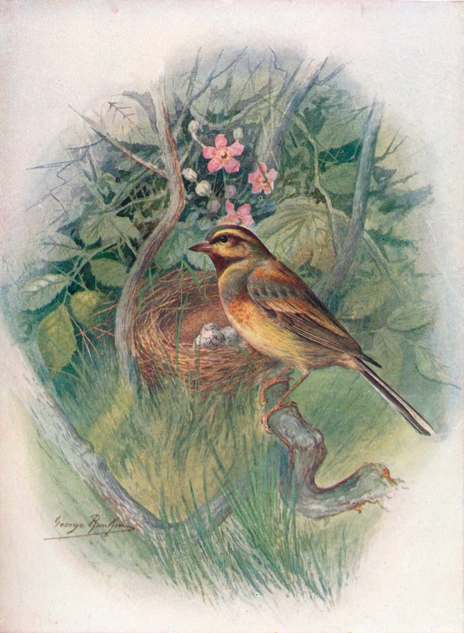 Cirl-Bunting - Emberiza cirlus, c1910, 1910 da George James Rankin