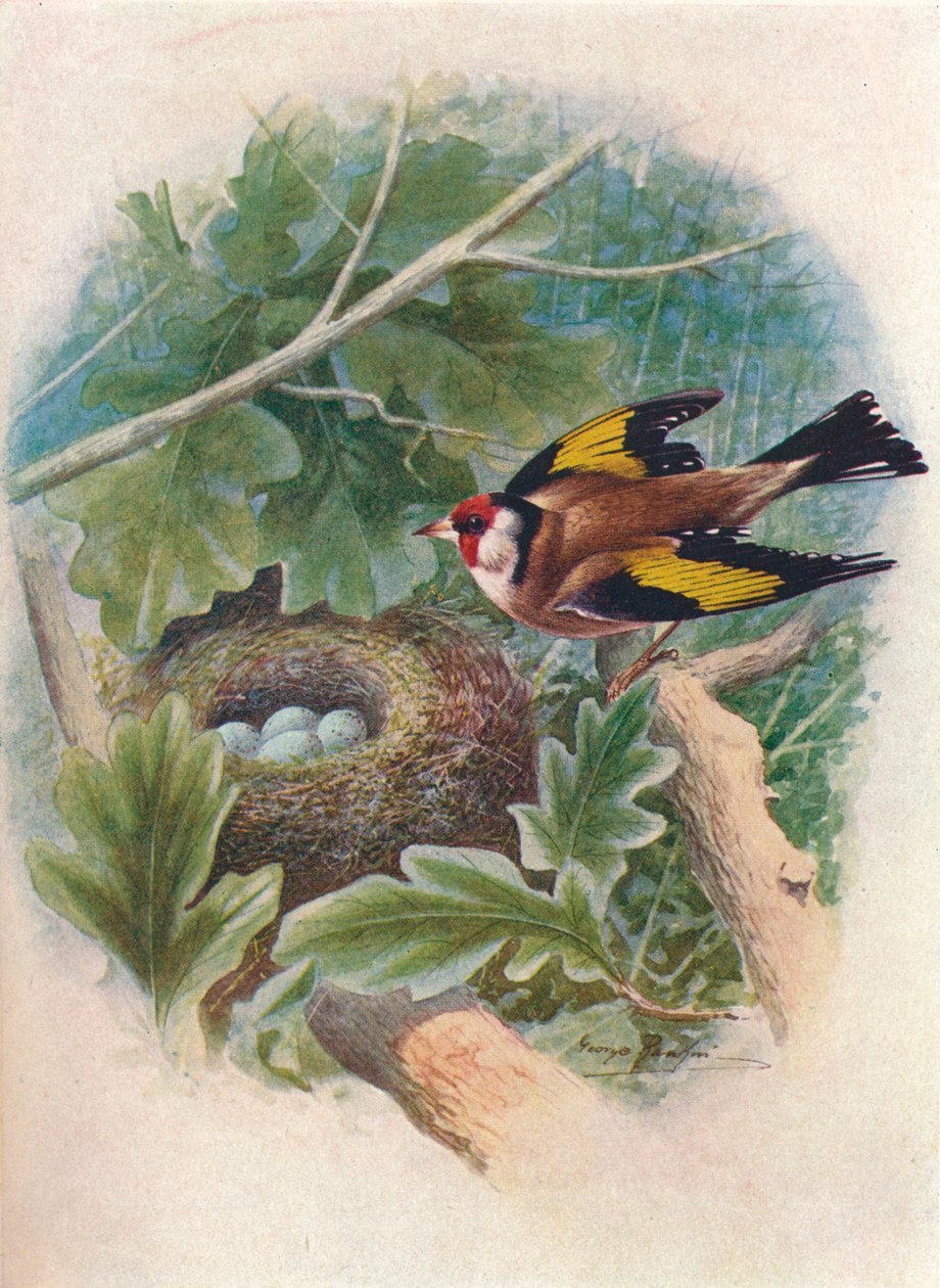 Cardellino - Carduelis elegans, c1910 da George James Rankin