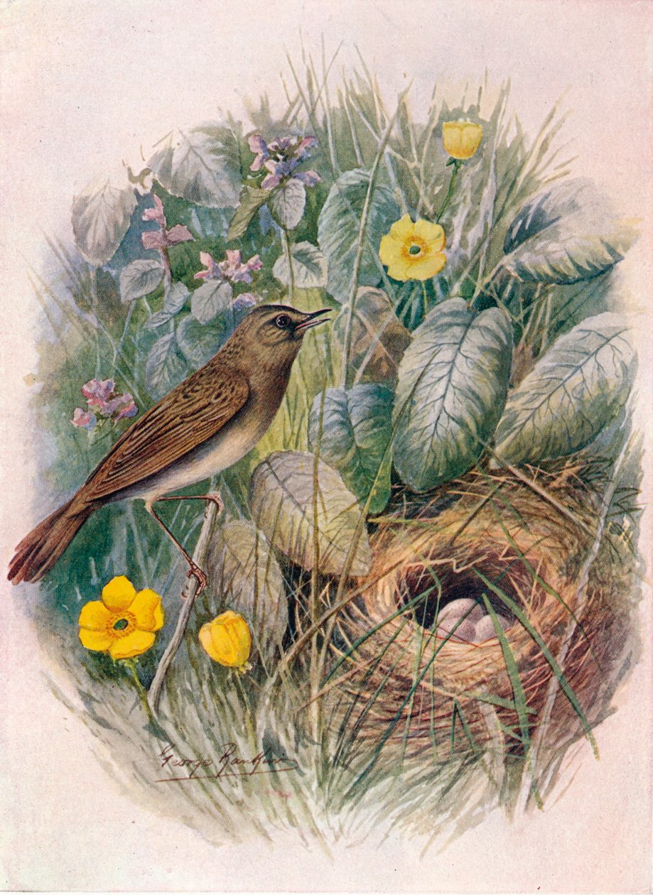 Locustella naevia da George James Rankin