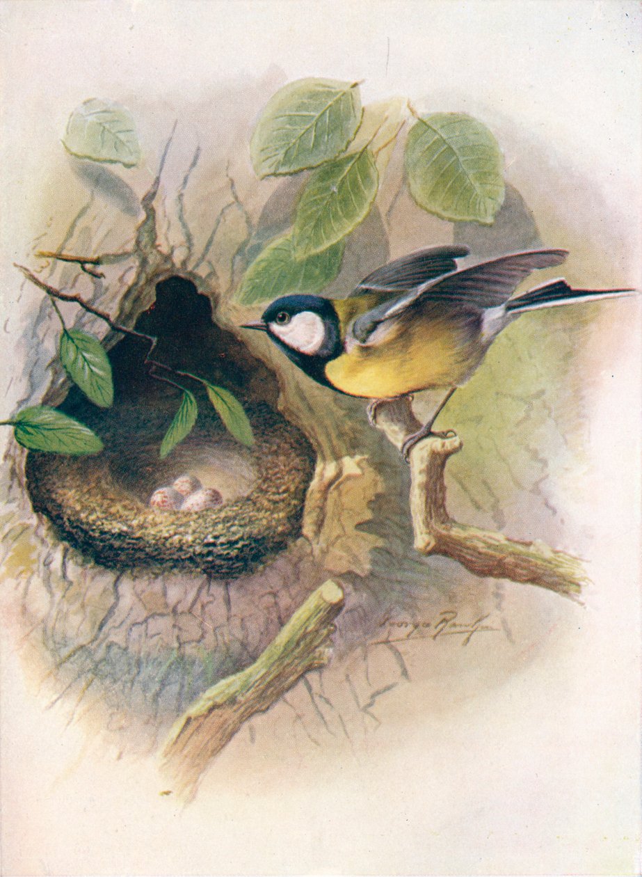 Cinciallegra - Parus major da George James Rankin