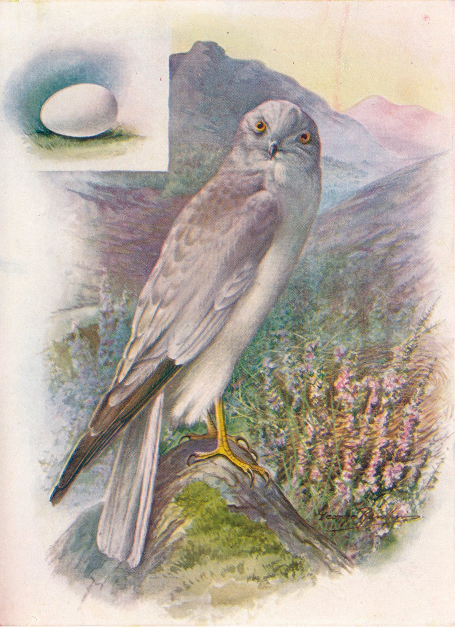 Albanella reale - Circus cyaneus da George James Rankin