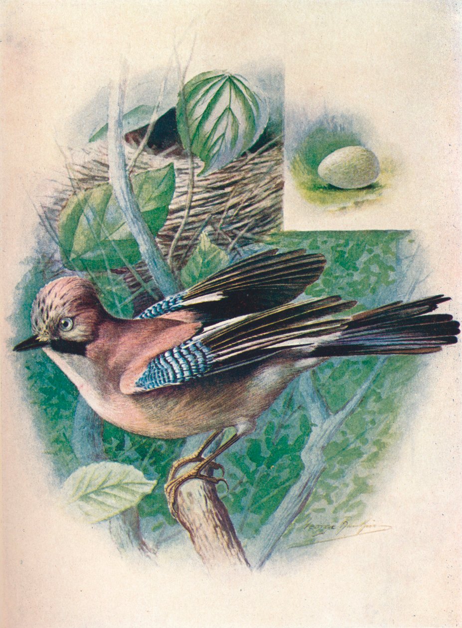 Ghiandaia - Garrulus glandarius, c1910, 1910 da George James Rankin