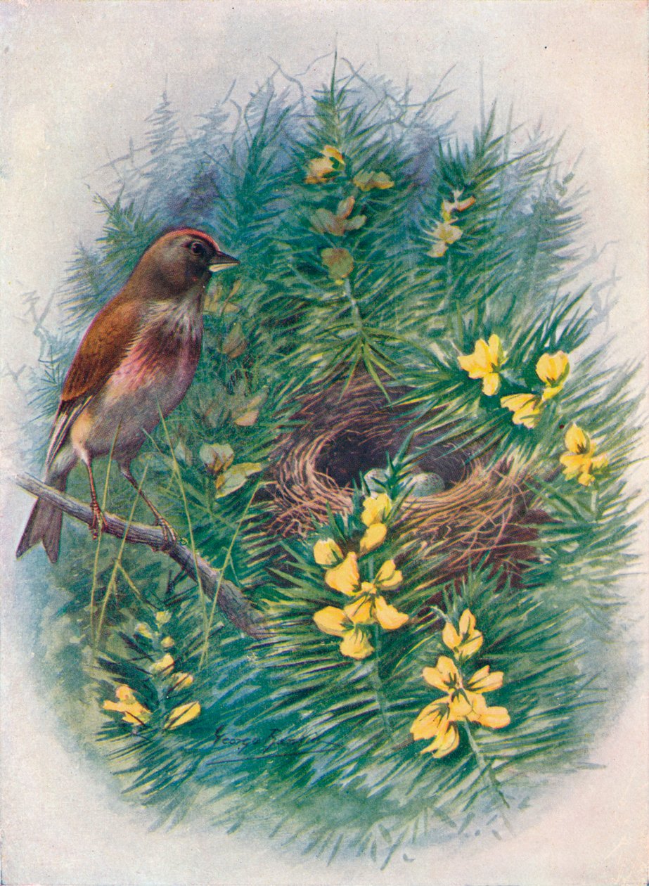 Lucherino - Linota cannabina, c1910, 1910 da George James Rankin