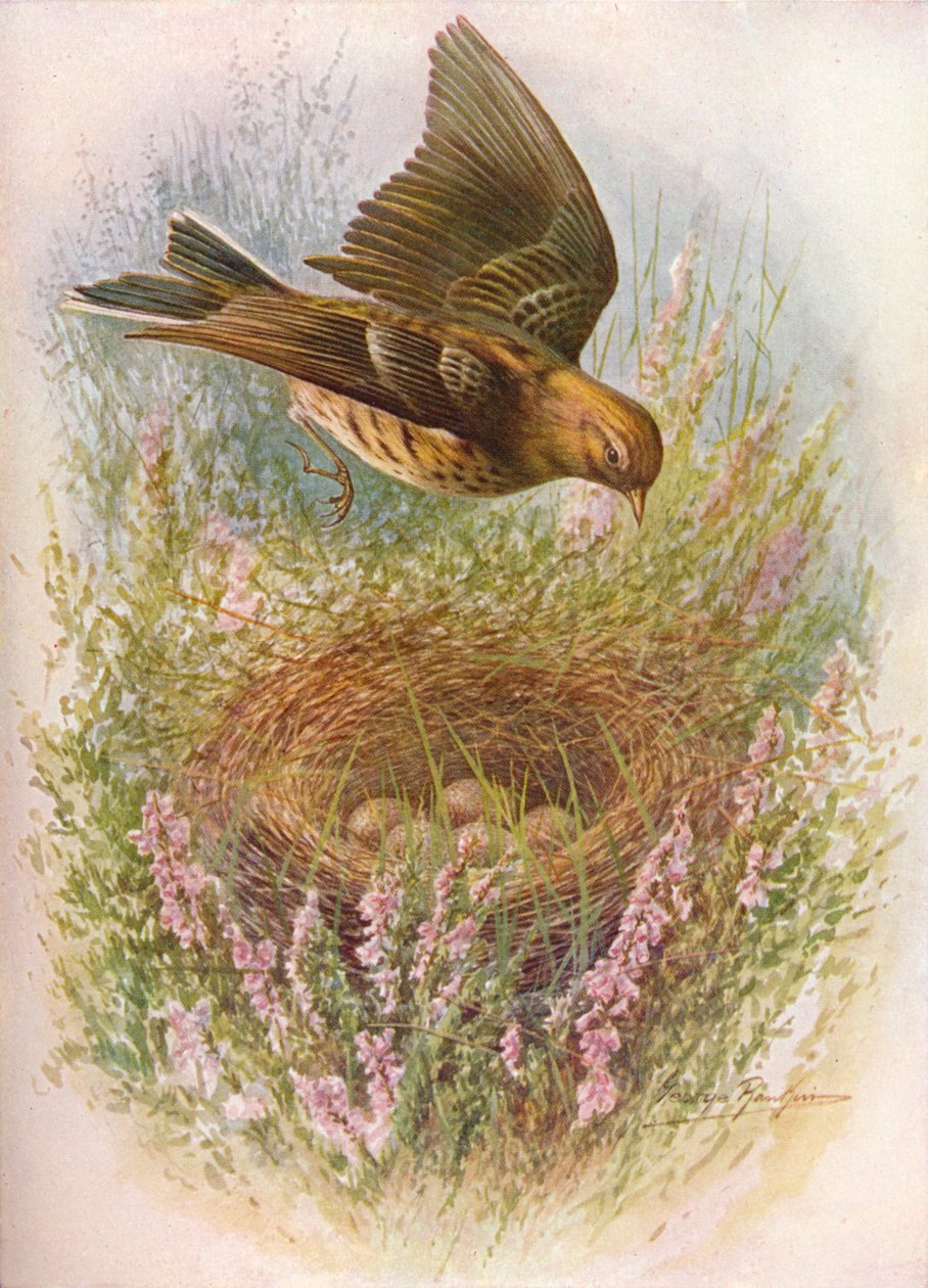 Prispolone - Anthus pratensis, c1910 da George James Rankin