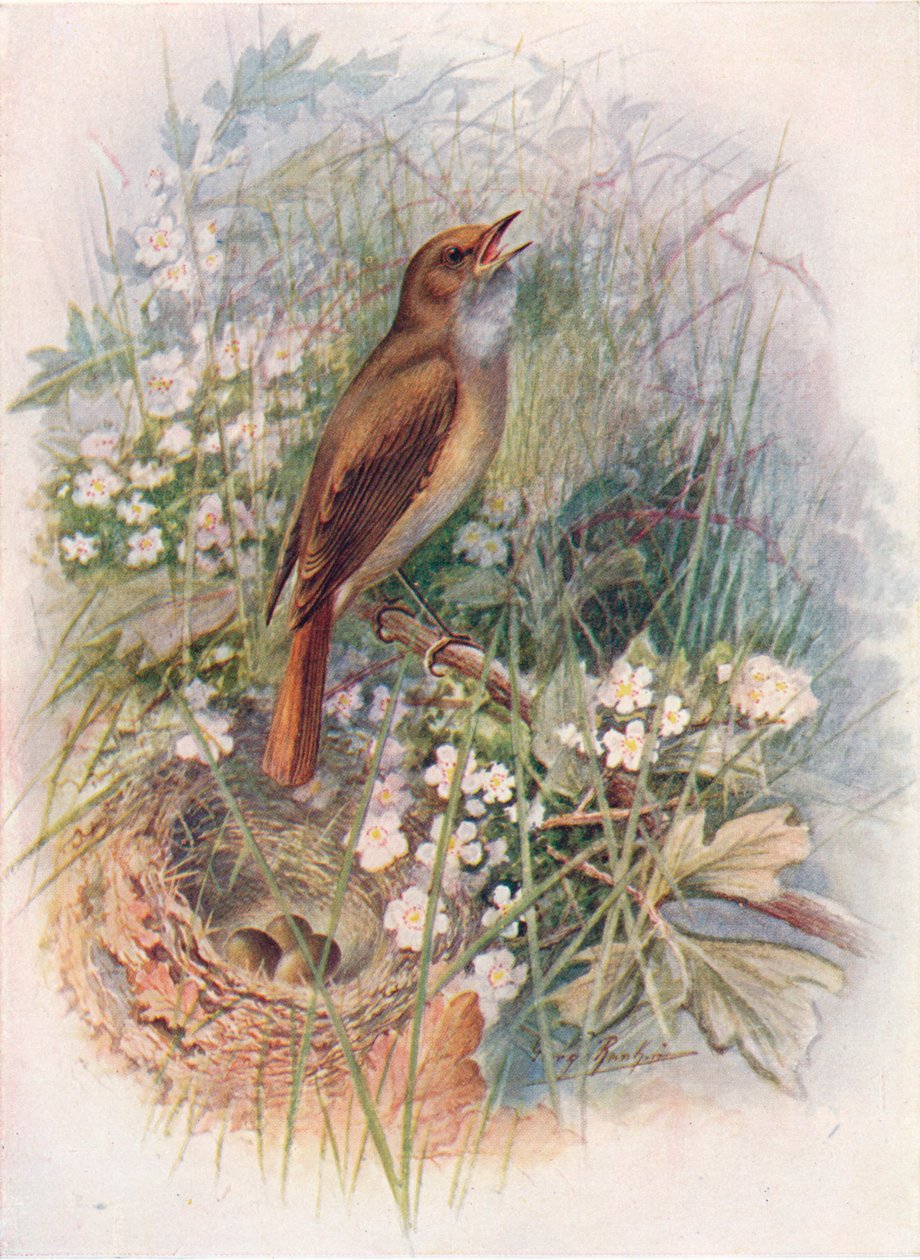 Usignolo - Daulias luscinia da George James Rankin