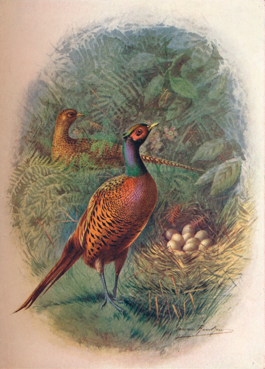 Fagiano - Phasianus colchicus da George James Rankin