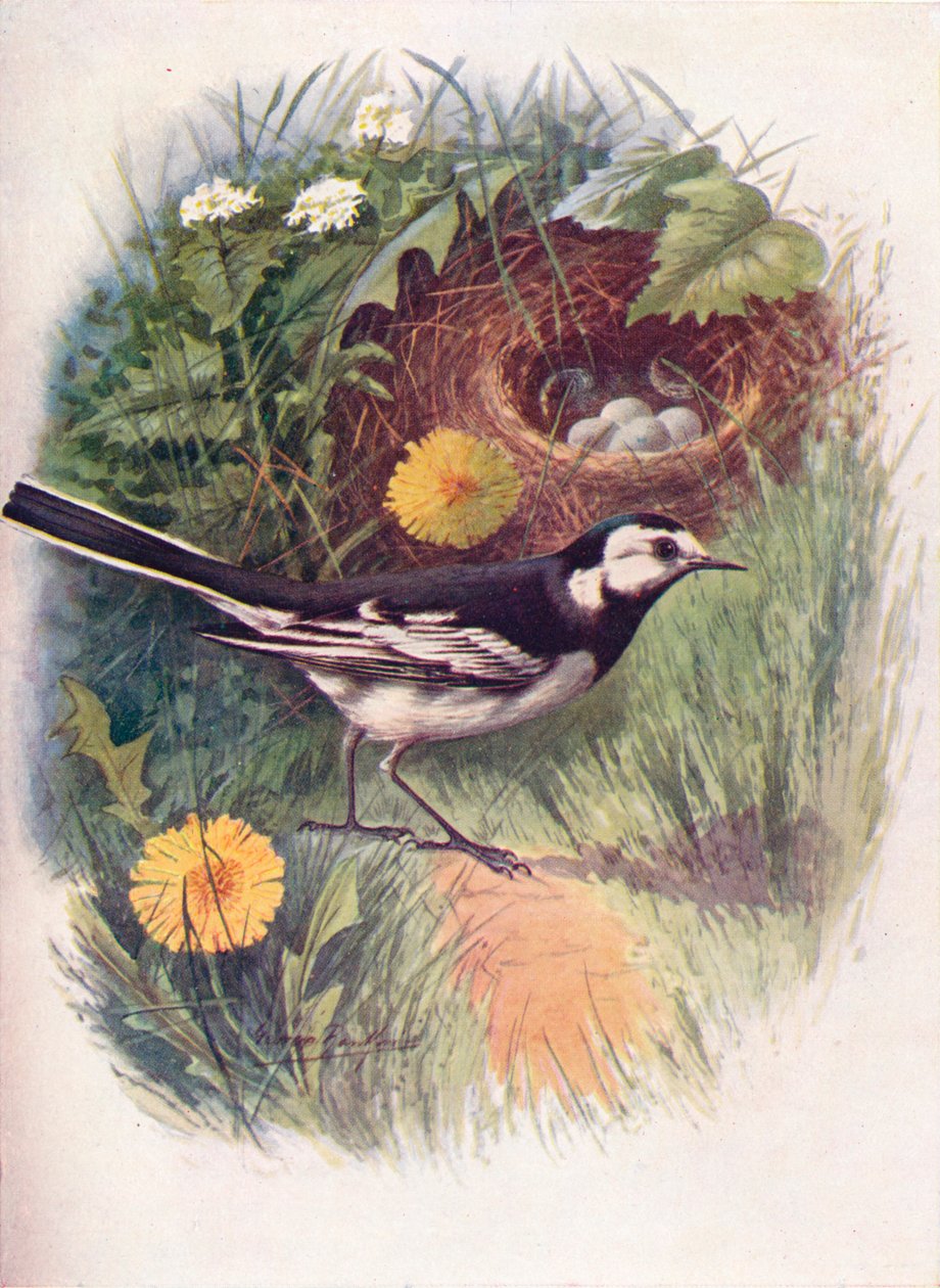 Ballerina bianca - Motacilla lugubris, c1910, 1910 da George James Rankin