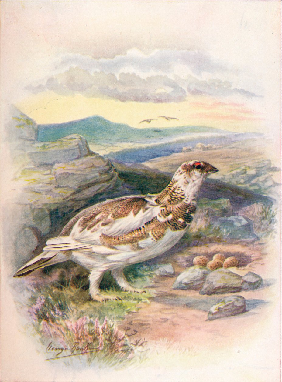 Pernice bianca - Lagopus mutus, c1910 da George James Rankin