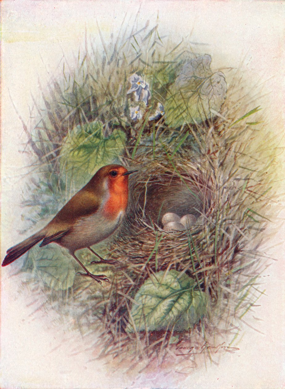 Pettirosso - Erithacus rubecula da George James Rankin