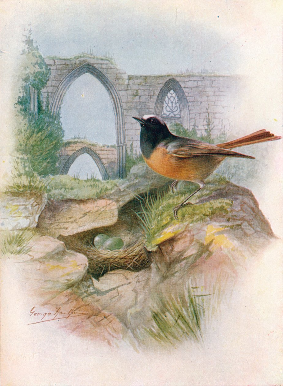 Codirosso - Ruticilla phoenicurus, c1910 da George James Rankin