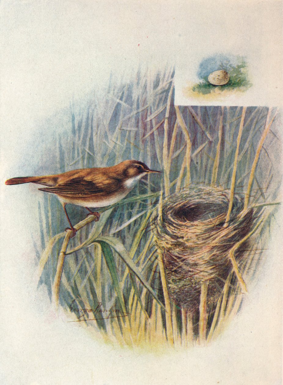 Cannaiola - Acrocephalus streperus, c1910, 1910 da George James Rankin