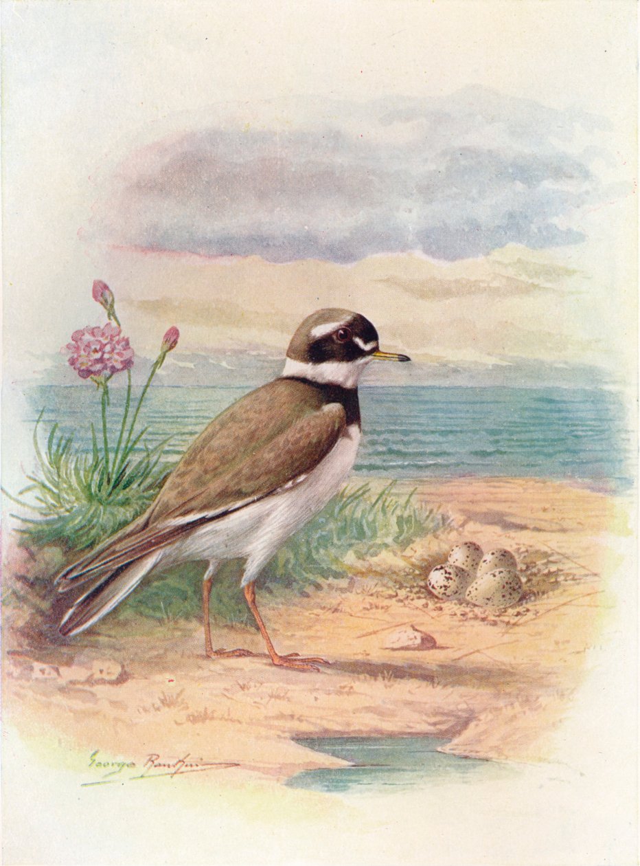 Corriere di mare - Aegialitis hiaticola, c1910, 1910 da George James Rankin