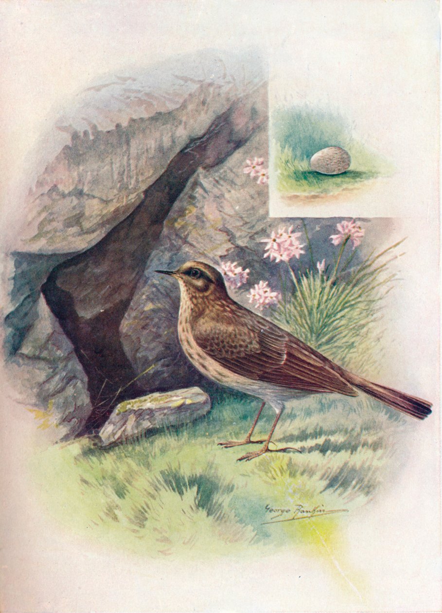 Spioncello - Anthus obscurus da George James Rankin