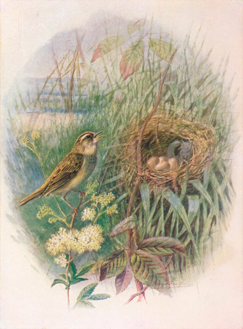 Cannaiola - Acrocephalus phragmitis, c1910, 1910 da George James Rankin