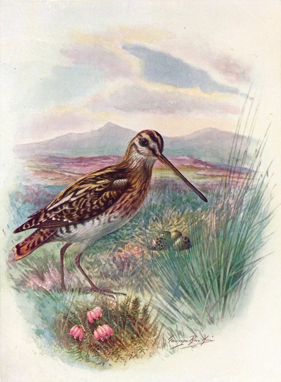 Beccaccino - Gallinago coelestis, c1910 da George James Rankin