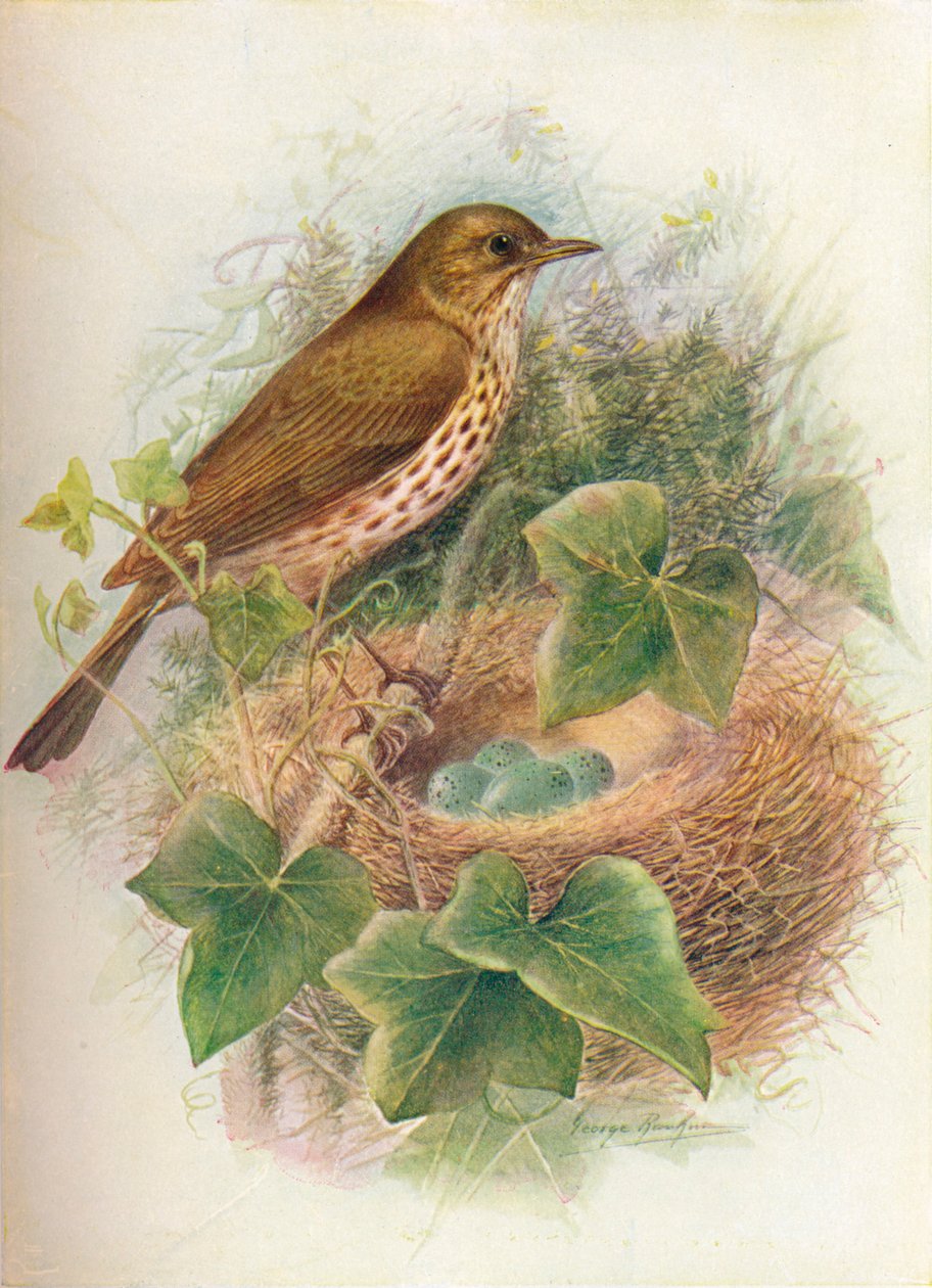 Tordo bottaccio o Mavis - Turdus musicus, c1910 da George James Rankin