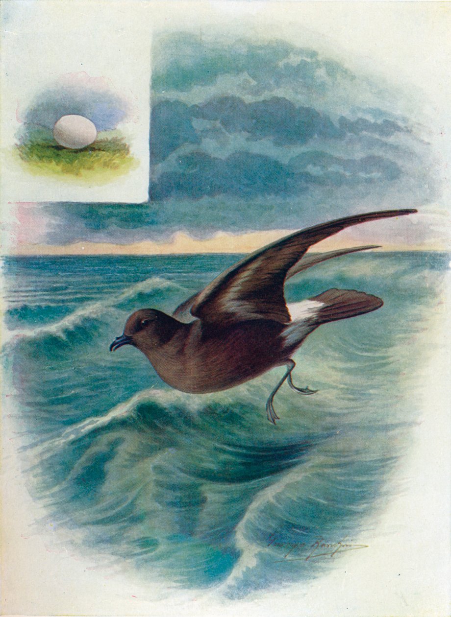 Uccello delle tempeste - Procellaria pelagica da George James Rankin