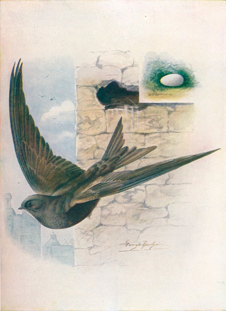 Rondone - Cypselus apus da George James Rankin