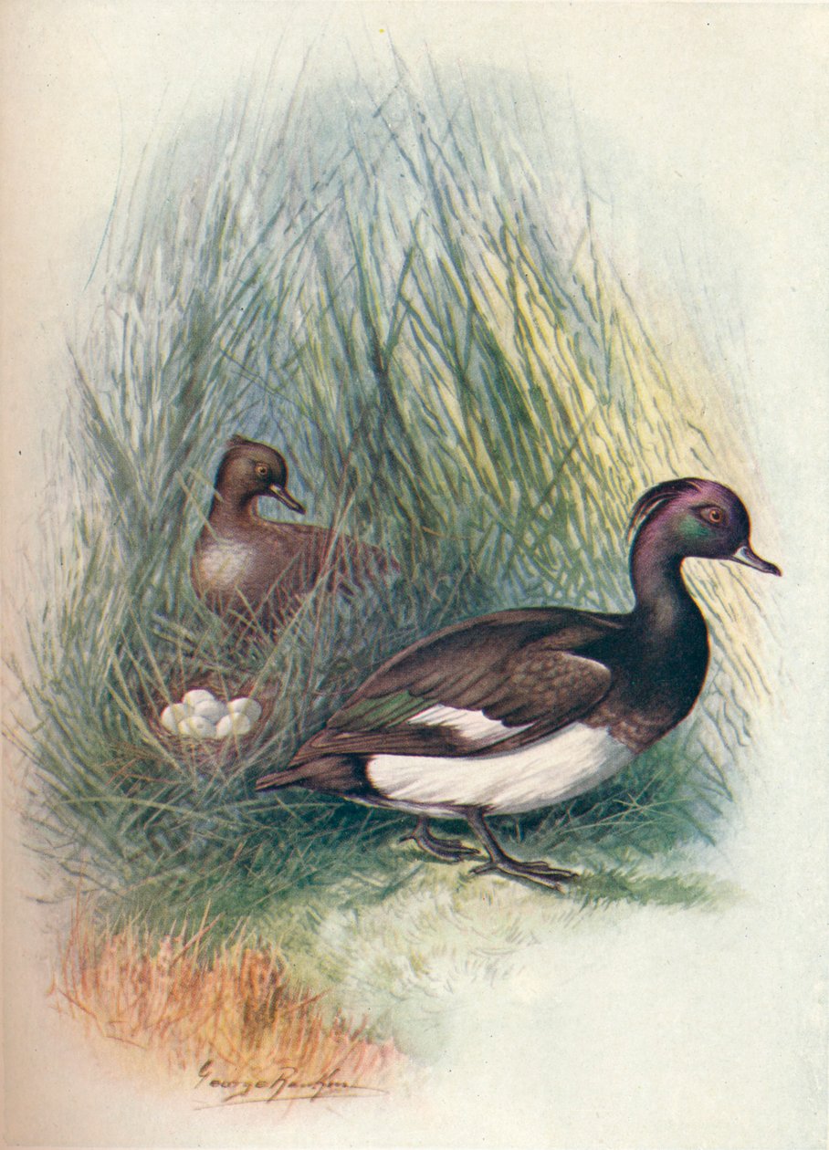 Moretta - Fuligula cristata, c1910, 1910 da George James Rankin