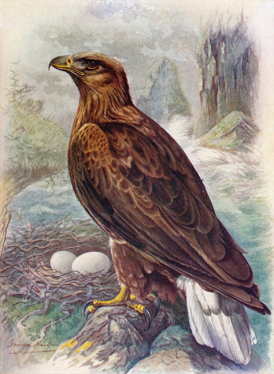 Aquila di mare o dalla coda bianca - Haliaetus albicilla, c1910, 1910 da George James Rankin