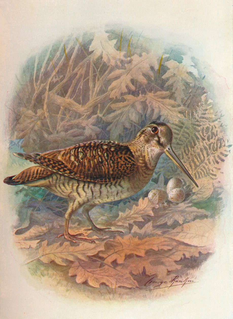 Beccaccia - Scolopax rusticula da George James Rankin