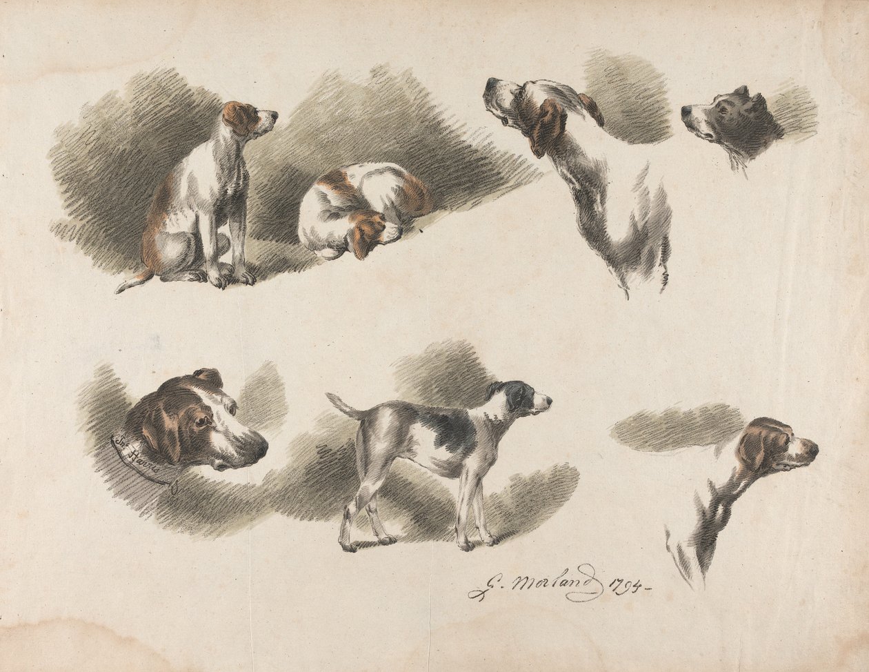 Animali - Sette studi di un cane da caccia su un unico foglio. "Jno. Harris" sul collare del cane da caccia in basso a sinistra da George Morland