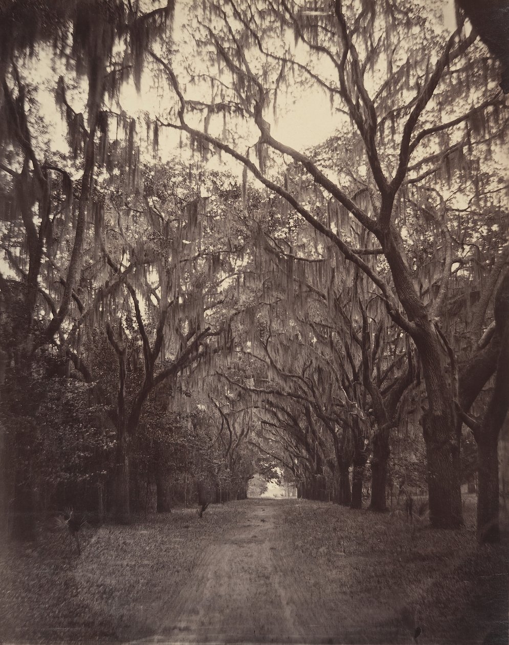 Cimitero di Bonaventure, quattro miglia da Savannah, 1866 da George N. Barnard