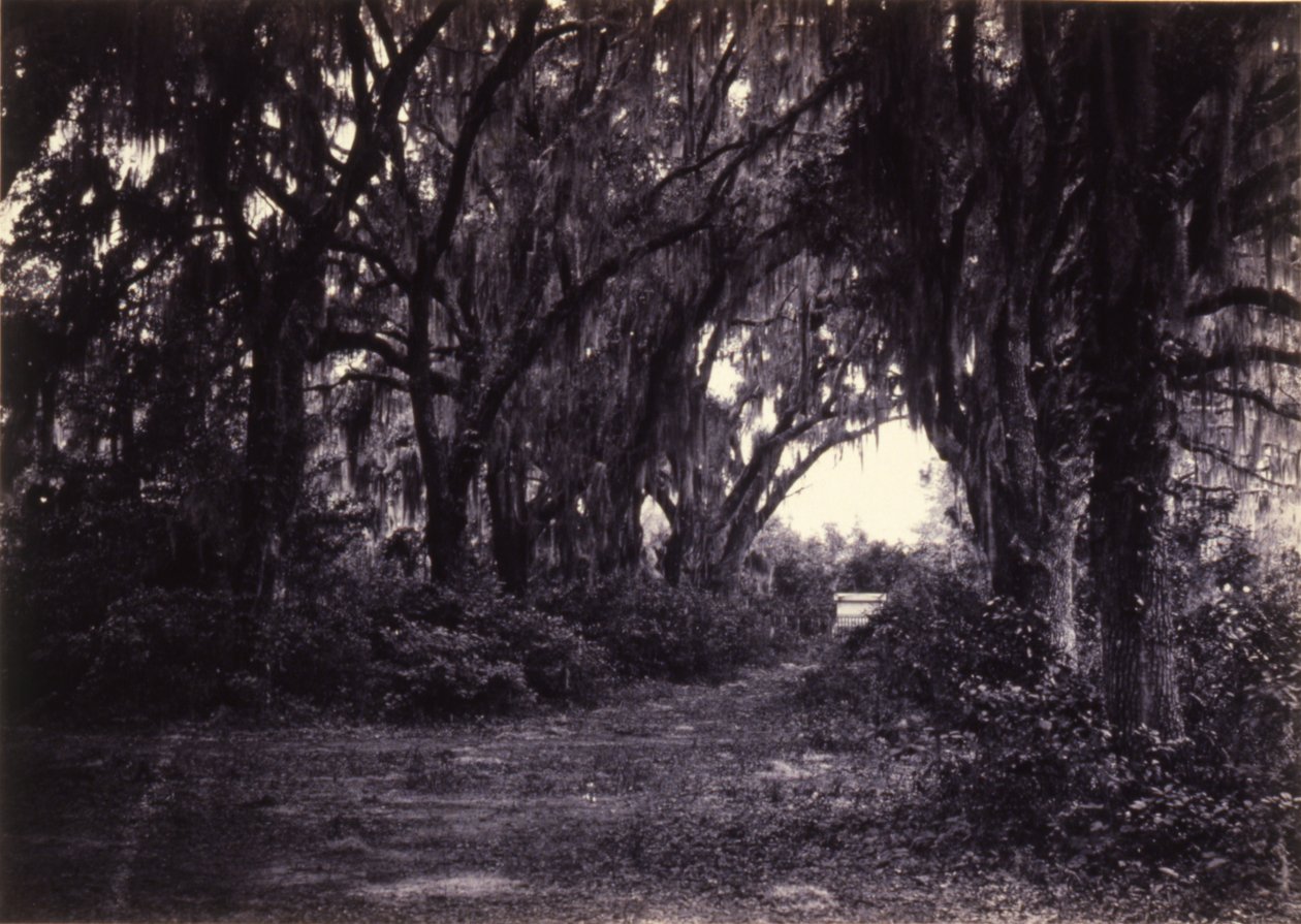 Bonaventure, Savannah, Georgia da George N. Barnard