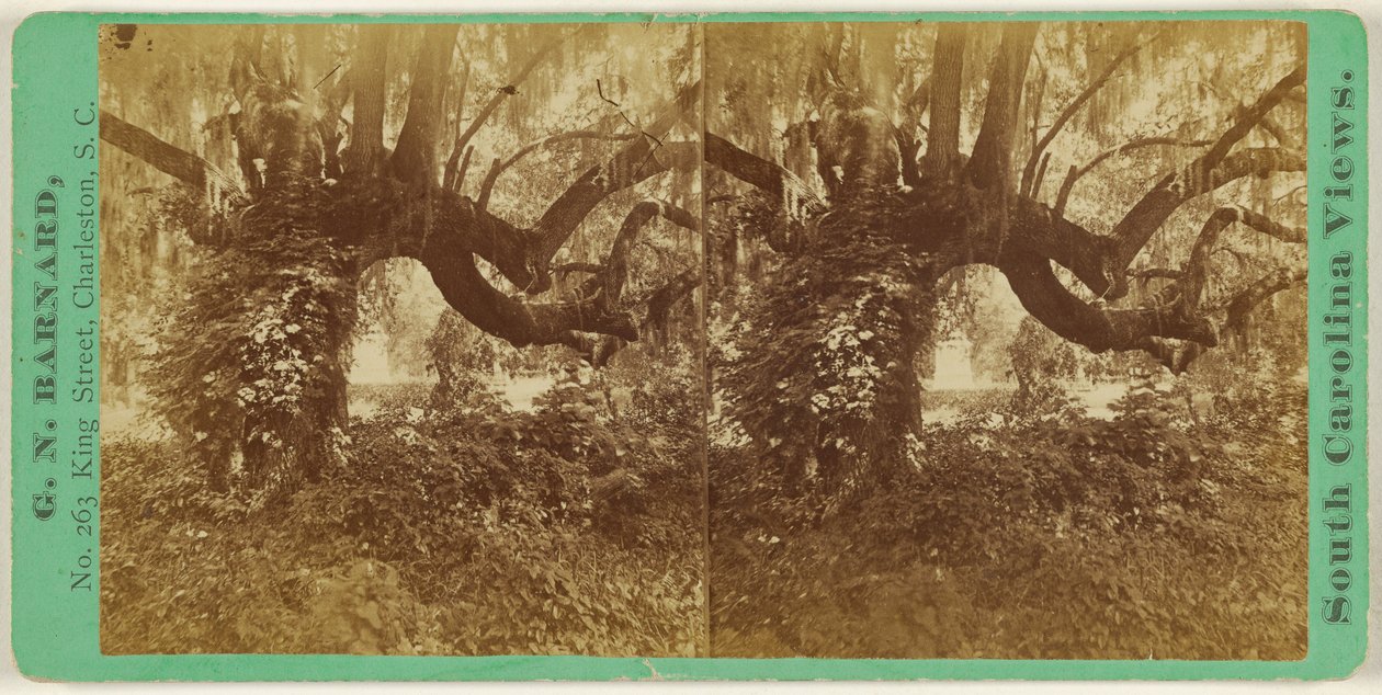[Querce vive, cimitero di Magnolia] da George N. Barnard