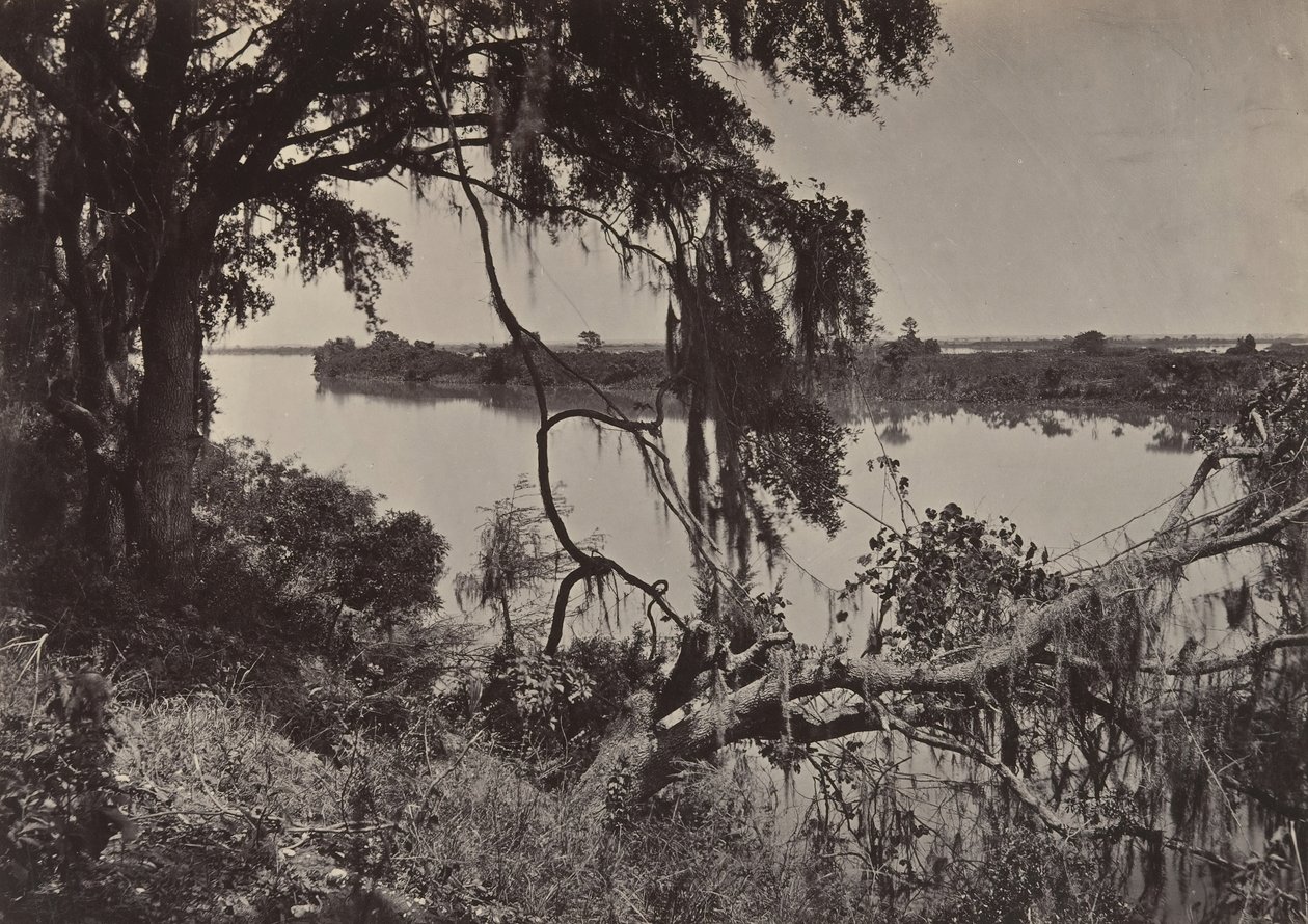 Fiume Savanah, vicino a Savanah, Georgia, 1860 da George N. Barnard