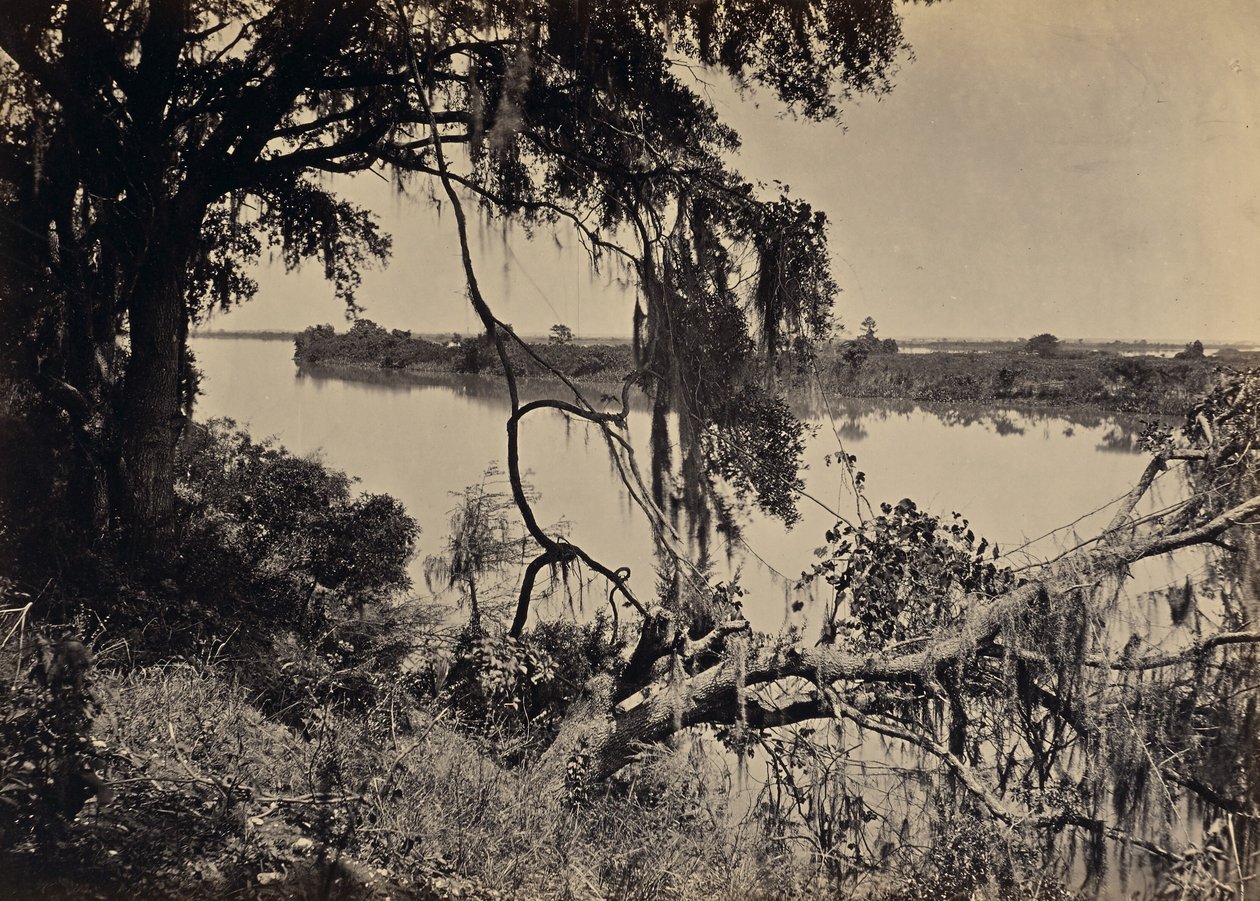 [Fiume Savannah, vicino a Savannah, Georgia] da George N. Barnard