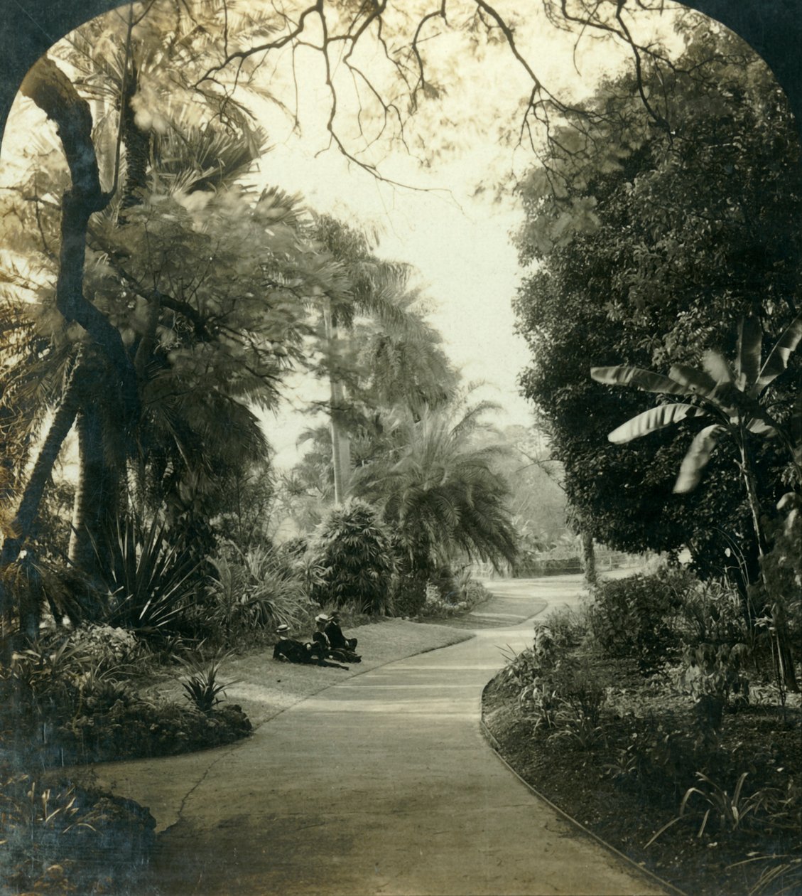 Sentiero nel Queens Park, Brisbane, Australia, c1909 da George Rose