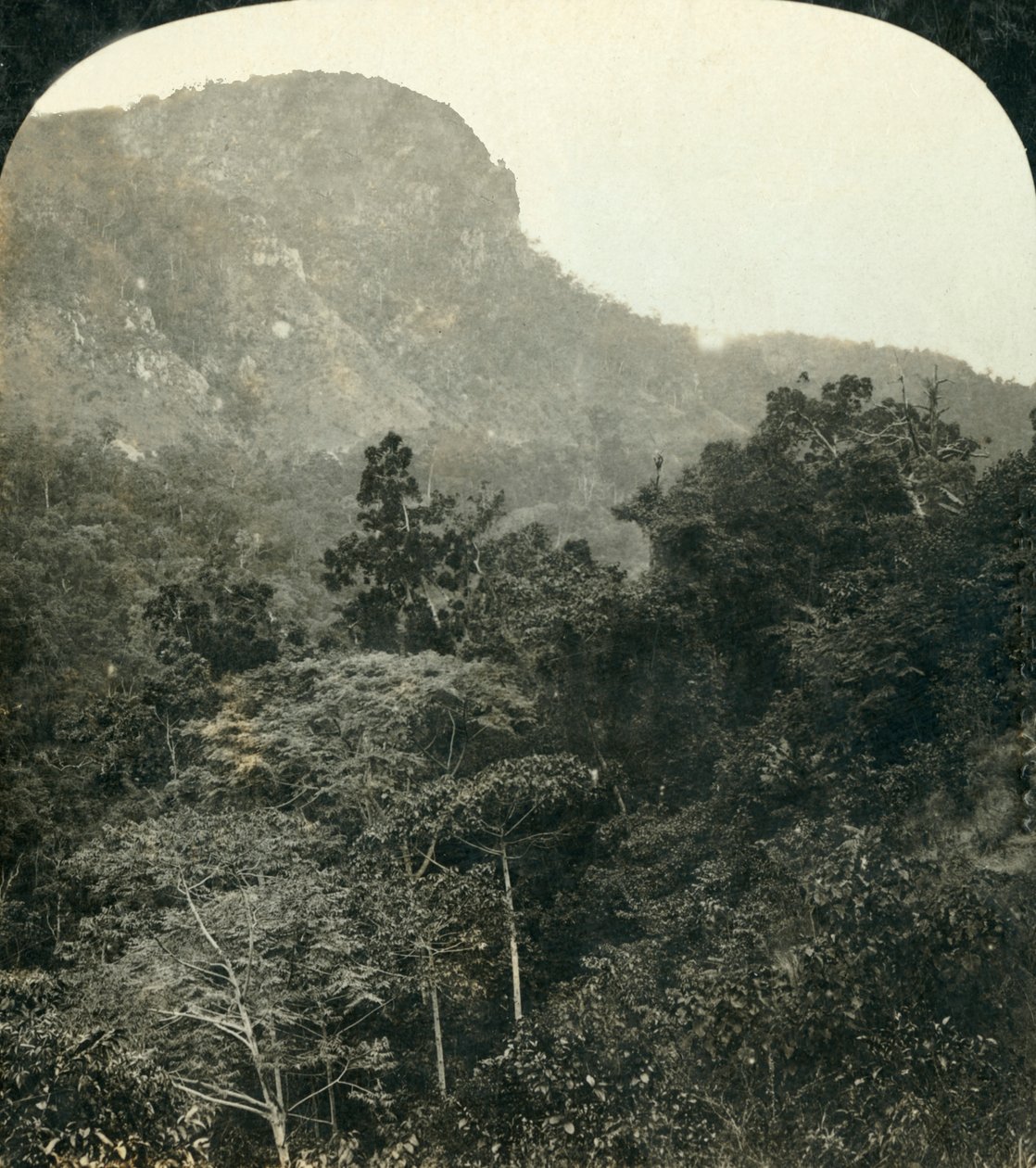 Vegetazione tropicale nella gola del fiume Barron, Cairns, Queensland, Australia da George Rose