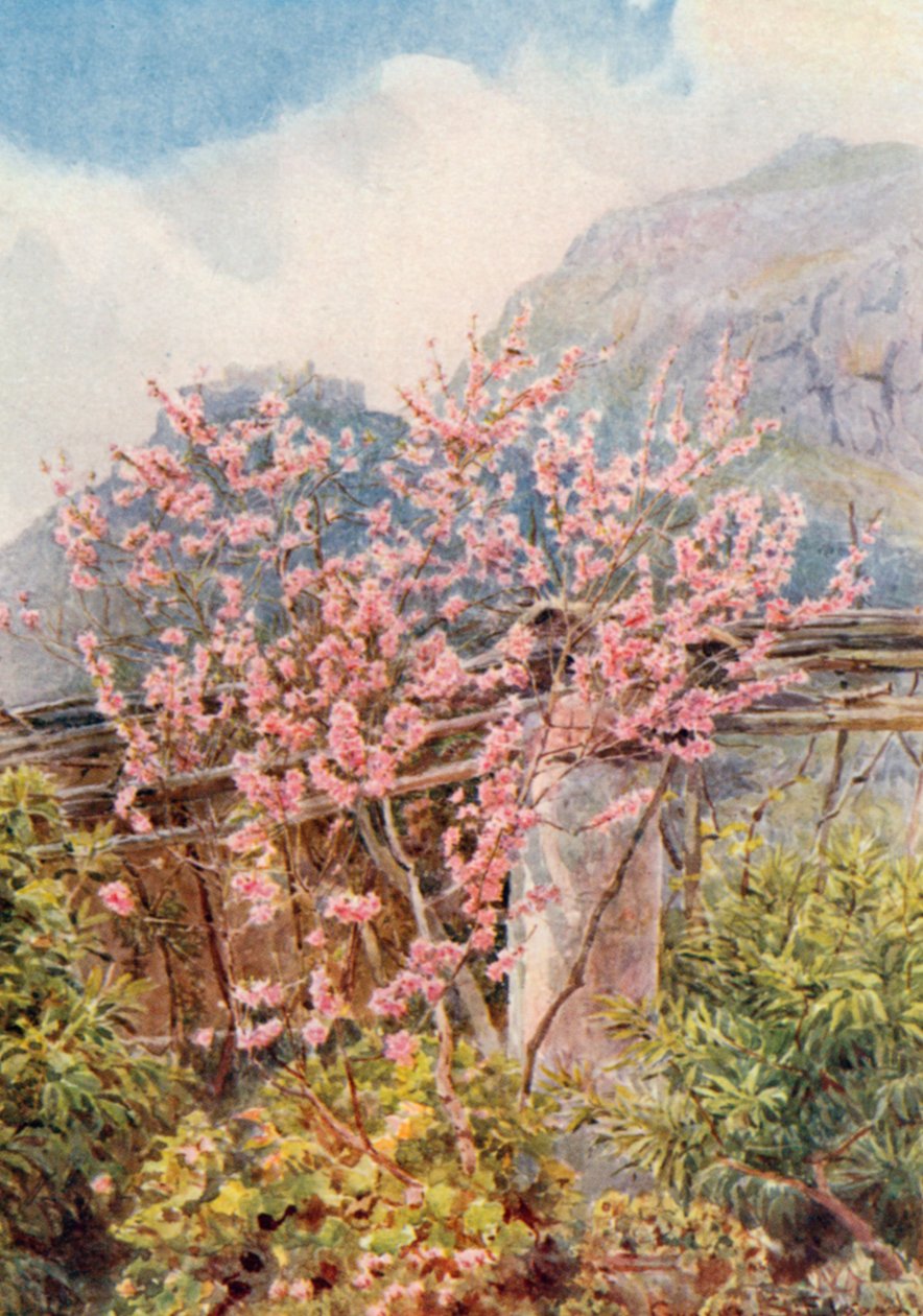 Pesco in fiore (litografia a colori) da George Samuel Elgood