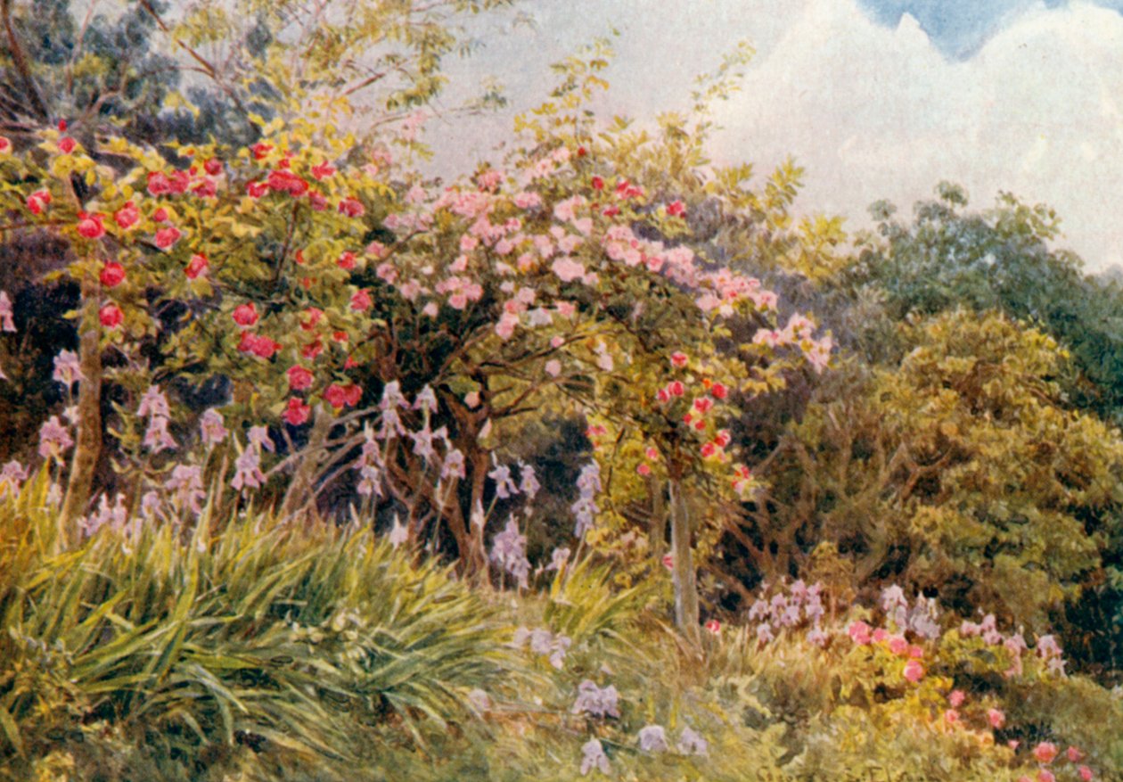 Rose e Iris (litografia a colori) da George Samuel Elgood