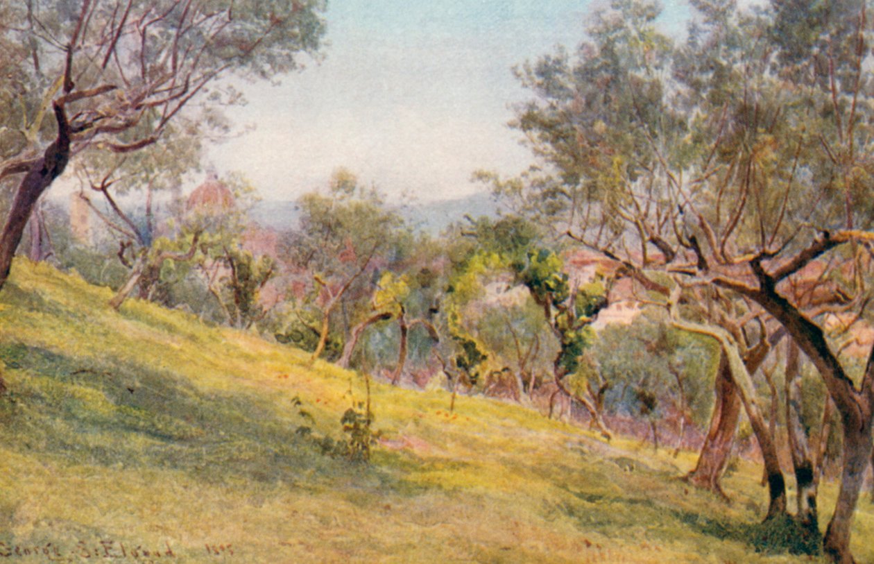 Attraverso gli ulivi, Firenze (litografia a colori) da George Samuel Elgood