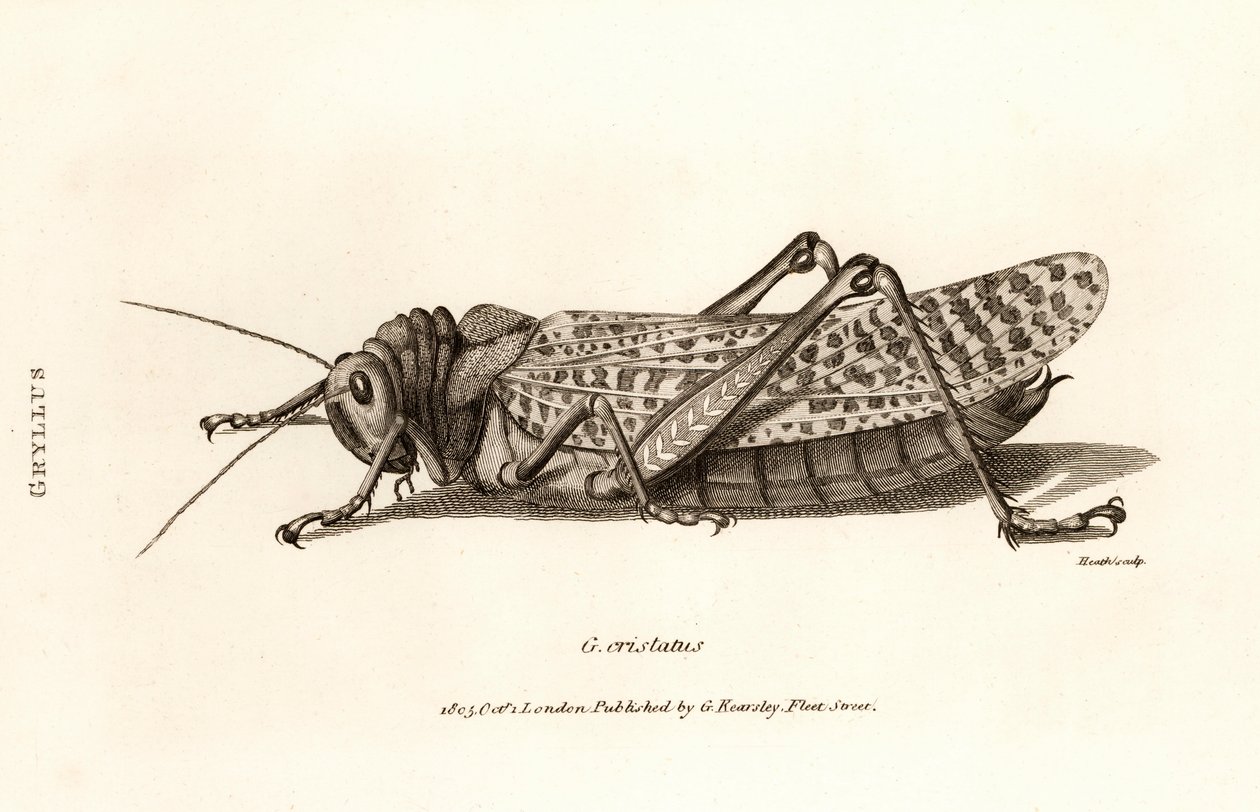 Stampa antica di una locusta da George Shaw