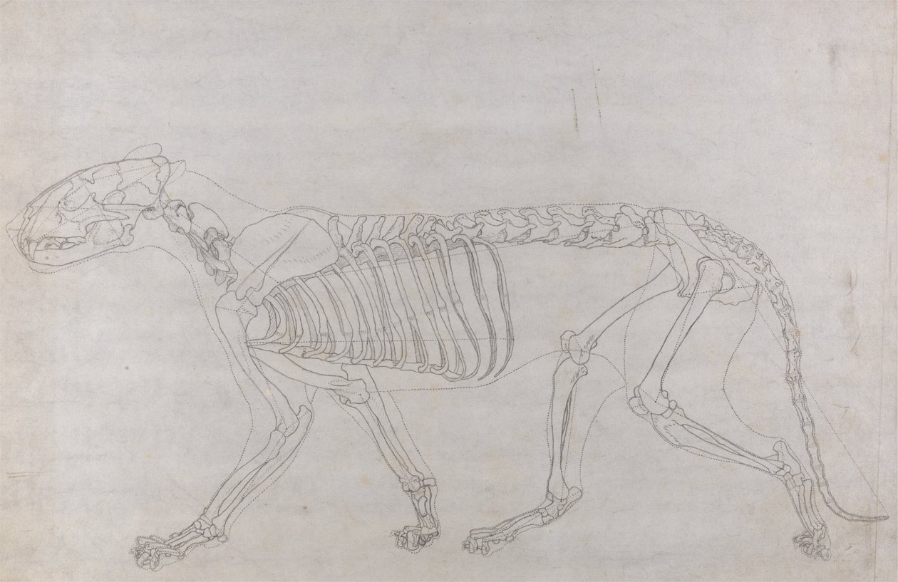 Esposizione anatomica comparata della struttura del corpo umano con quella di una tigre e di un uccello comune: Scheletro di tigre, vista laterale da George Stubbs