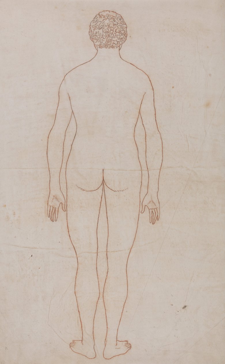 Esposizione anatomica comparata della struttura del corpo umano con quella di una tigre e di un uccello comune: Corpo umano, vista posteriore (Schema per la Tavola VII) da George Stubbs