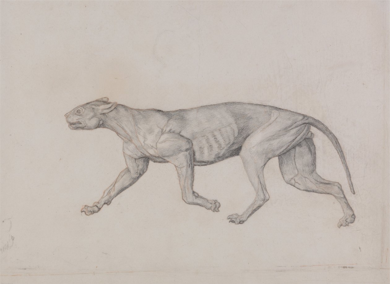 Esposizione anatomica comparata della struttura del corpo umano con quella di una tigre e di un uccello comune:  Corpo di leopardo, vista laterale da George Stubbs