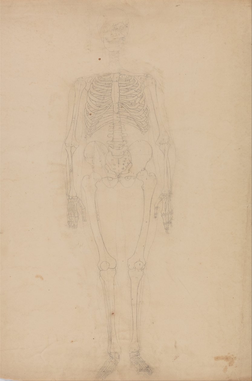 Esposizione anatomica comparata della struttura del corpo umano con quella di una tigre e di un uccello comune: Scheletro umano, vista anteriore da George Stubbs