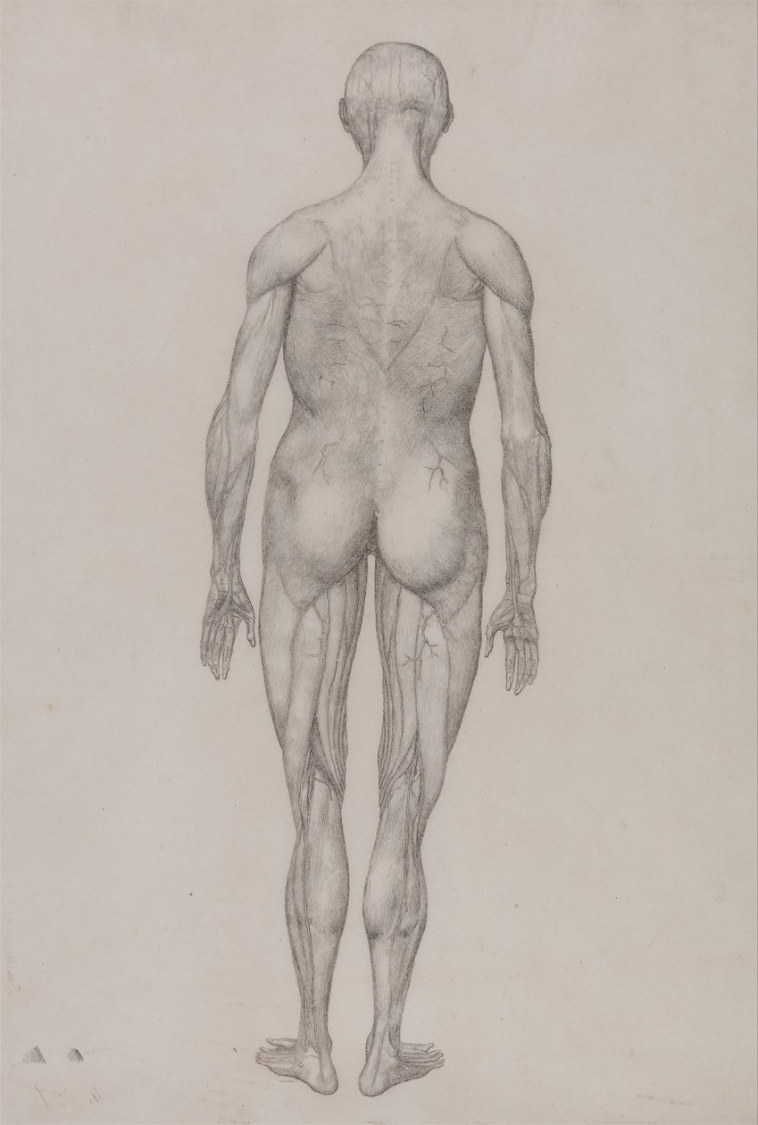 Esposizione anatomica comparata della struttura del corpo umano con quella di una tigre e di un volatile comune: Figura umana, vista posteriore (quasi identica al disegno finito per la tavola XII) da George Stubbs
