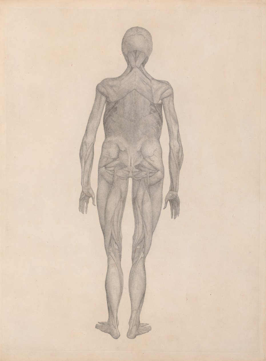 Esposizione anatomica comparata della struttura del corpo umano con quella di una tigre e di un uccello comune:  Figura umana, vista posteriore (studio finito per una lastra inedita) da George Stubbs